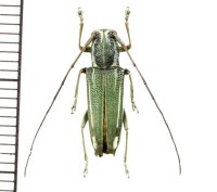 カミキリムシの一種　Glenea glauca  ♀  フィリピン(ミンダナオ島)