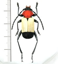 カミキリムシの一種　Euryclelia cardinalis  ♀  フィリピン(パラワン島)