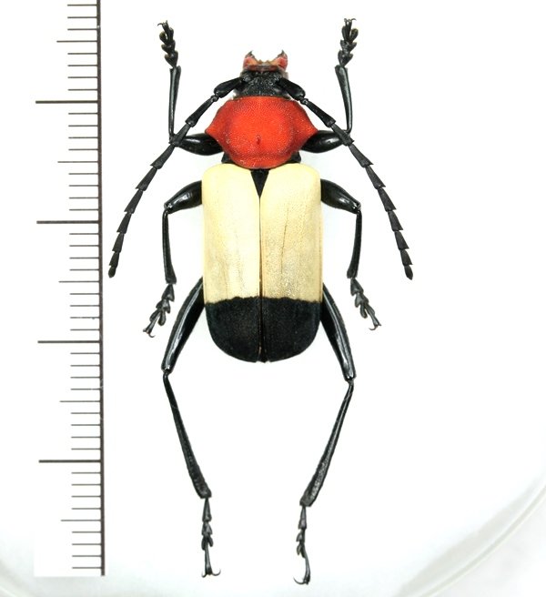 画像1: カミキリムシの一種　Euryclelia cardinalis  ♀  フィリピン(パラワン島)