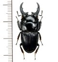 フィリピンネブトクワガタ　大型♂30.1mm  フィリピン(シブヤン島)