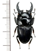フィリピンネブトクワガタ　大型♂30.1mm  フィリピン(シブヤン島)