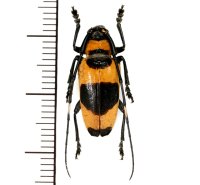 カミキリムシの一種　Cereopsius praetorius transitivus  ♀  フィリピン(ルソン島)