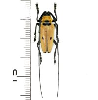 カミキリムシの一種　Cereopsius praetorius transitivus  ♂  フィリピン(ルソン島)