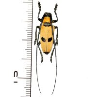 カミキリムシの一種　Cereopsius praetorius transitivus  ♂  フィリピン(ルソン島)