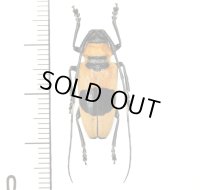 カミキリムシの一種　Cereopsius praetorius transitivus  ♀  フィリピン(ルソン島)