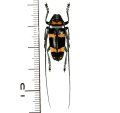 カミキリムシの一種　Cereopsius quaestor nigrobasalis　 ♂　フィリピン(ミンダナオ島)