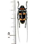 カミキリムシの一種　Cereopsius quaestor nigrobasalis　 ♂　フィリピン(ミンダナオ島)