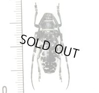 カミキリムシの一種　Blepephaeus agenor  ♀  フィリピン(ルソン島)