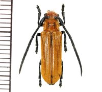 カミキリムシの一種　Cerambycid species  ♂　 フィリピン(ルソン島)