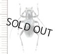 カミキリムシの一種　Cerambycid species  ♀　 フィリピン(ルソン島)