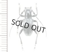 カミキリムシの一種　Cerambycid species  ♀　 フィリピン(ルソン島)