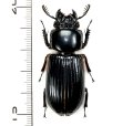 クロツヤムシの一種　Passalidae species 49mm　 フィリピン(パナイ島)