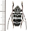 カミキリムシの一種　Chloeromorpha sp.   ♀　フィリピン(パナイ島)