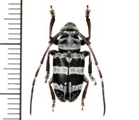 カミキリムシの一種　Chloeromorpha sp.   ♀　フィリピン(パナイ島)