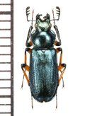 タカネルリクワガタ　♂　愛媛県