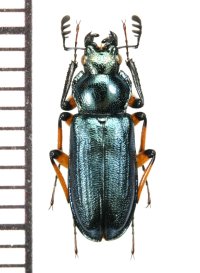 タカネルリクワガタ　♂　愛媛県
