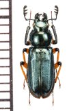 シコクルリクワガタ　♂　愛媛県