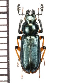 シコクルリクワガタ　♂　愛媛県
