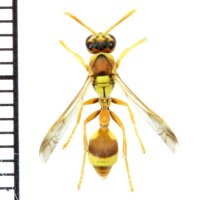 オキナワチビアシナガバチ　♀　石垣島
