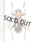 カミキリムシの一種　Aprophata ruficollis  ♀　 フィリピン(ルソン島)
