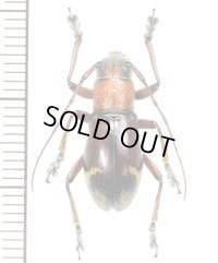 カミキリムシの一種　Aprophata ruficollis  ♀　 フィリピン(ルソン島)