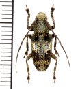 カミキリムシの一種　Cerambycid species  ♀　 フィリピン(ルソン島)
