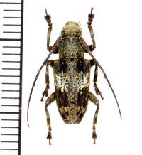 カミキリムシの一種　Cerambycid species  ♀　 フィリピン(ルソン島)