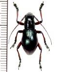 カミキリムシの一種　Aprophata notha  ♀　 フィリピン(ルソン島)
