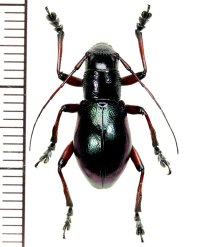 カミキリムシの一種　Aprophata notha  ♀　 フィリピン(ルソン島)