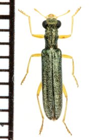 オキナワミドリカッコウムシ 1頭  石垣島