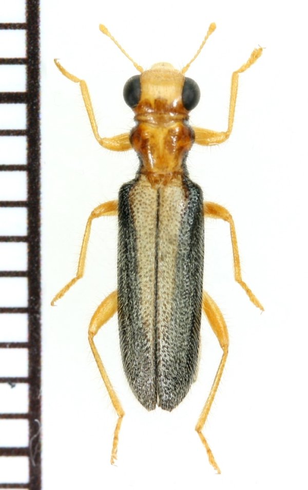 画像1: ヘリグロメダカカッコウムシ　1頭　奄美大島