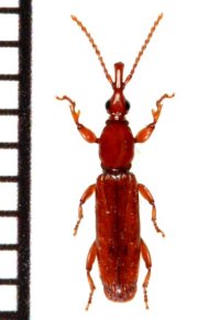 カドガシラヒラタミツギリゾウムシ　1頭　石垣島
