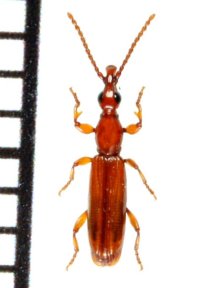 ズマルヒラタミツギリゾウムシ　1頭　石垣島