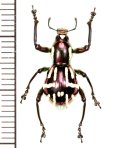 カタゾウムシの一種　Pachyrhynchus corpulentus  ♂　フィリピン(ミンダナオ島)