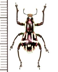 カタゾウムシの一種　Pachyrhynchus corpulentus  ♂　フィリピン(ミンダナオ島)