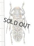 カミキリムシの一種　Callimetopus variolosus　♂　 フィリピン(ネグロス島)