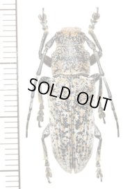 カミキリムシの一種　Callimetopus variolosus　♂　 フィリピン(ネグロス島)