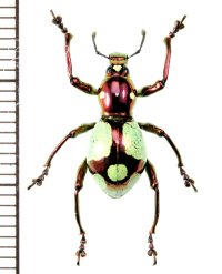 カタゾウムシの一種 　Pachyrhynchus apoensis  ♀  フィリピン(ミンダナオ島)