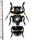 カミキリムシの一種　Callimetopus tagalus   ♀　フィリピン(ミンダナオ島)