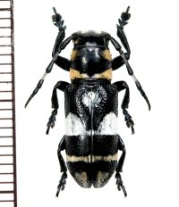 カミキリムシの一種　Callimetopus tagalus   ♀　フィリピン(ミンダナオ島)