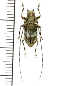 カミキリムシの一種　Anancylus sp.  ♂　 フィリピン(ルソン島)