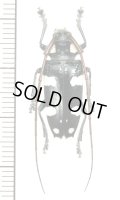 カミキリムシの一種　Cereopsius luctor  ♂　 フィリピン(レイテ島)
