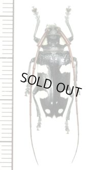 カミキリムシの一種　Cereopsius luctor  ♂　 フィリピン(レイテ島)