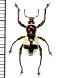カタゾウムシの一種　Pachyrhynchus hirokii  ♂　フィリピン(ミンダナオ島)