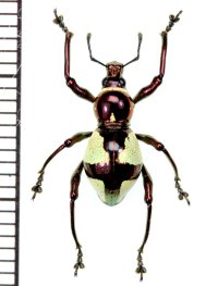 カタゾウムシの一種　Pachyrhynchus hirokii  ♂　フィリピン(ミンダナオ島)