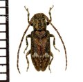 フタホシサビカミキリ　♀　徳之島