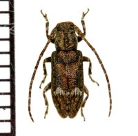 フタホシサビカミキリ　♀　徳之島