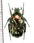 イシガキシロテンハナムグリ　喜界島亜種(白紋発達個体)　♂　喜界島