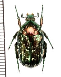 イシガキシロテンハナムグリ　喜界島亜種(白紋発達個体)　♂　喜界島