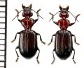 チャイロヒラナガゴミムシ　ペア　石垣島